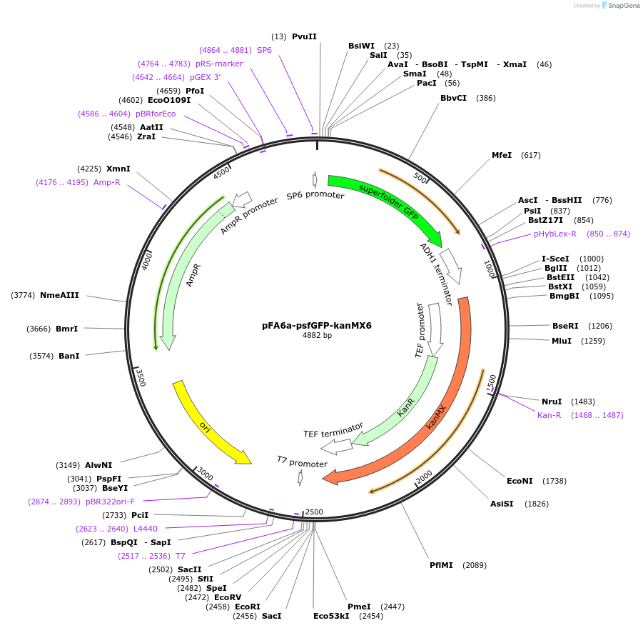 240551-plasmid-map-sequence-id-479473