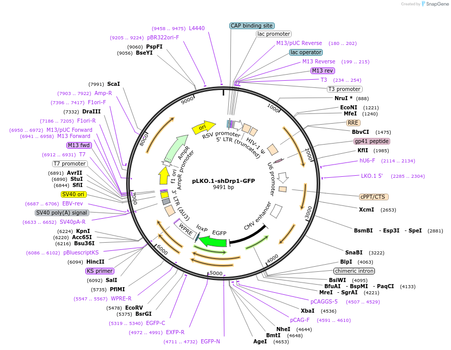 228737-plasmid-map-sequence-id-479476