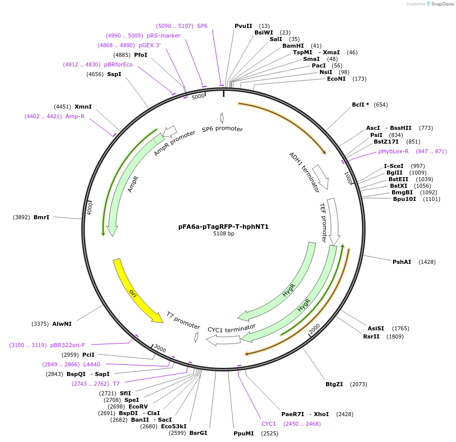 240556-plasmid-map-sequence-id-479477