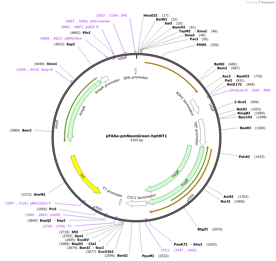 240550-plasmid-map-sequence-id-479480