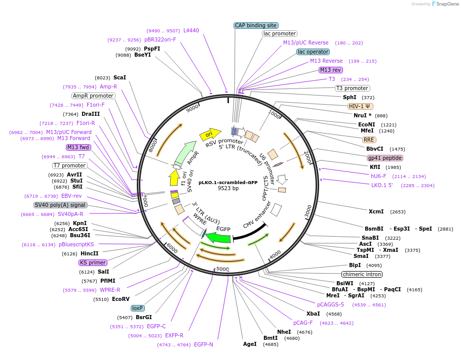 228736-plasmid-map-sequence-id-479481