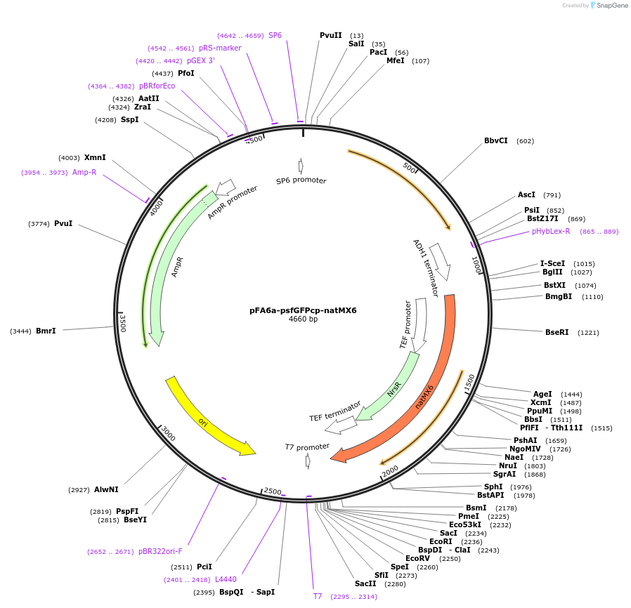 240557-plasmid-map-sequence-id-479482