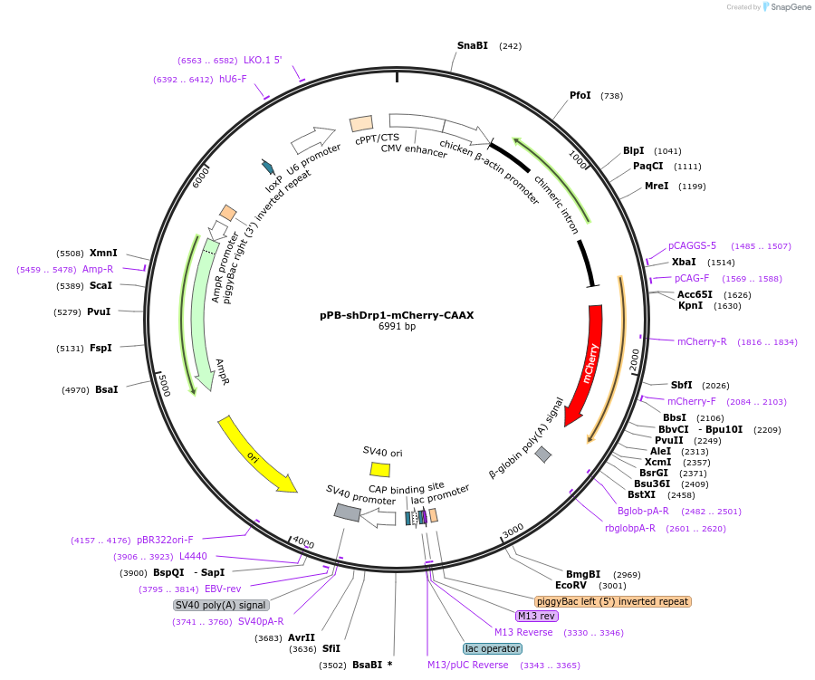 228739-plasmid-map-sequence-id-479485