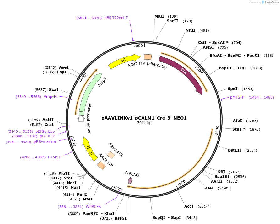 236701-plasmid-map-sequence-id-479486