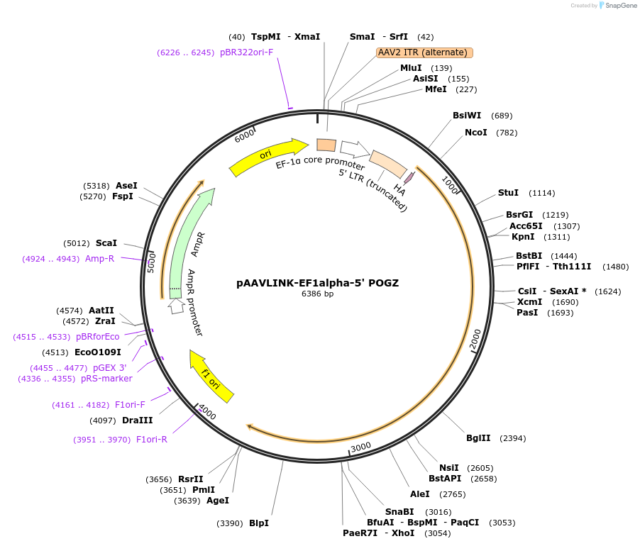 236646-plasmid-map-sequence-id-479488