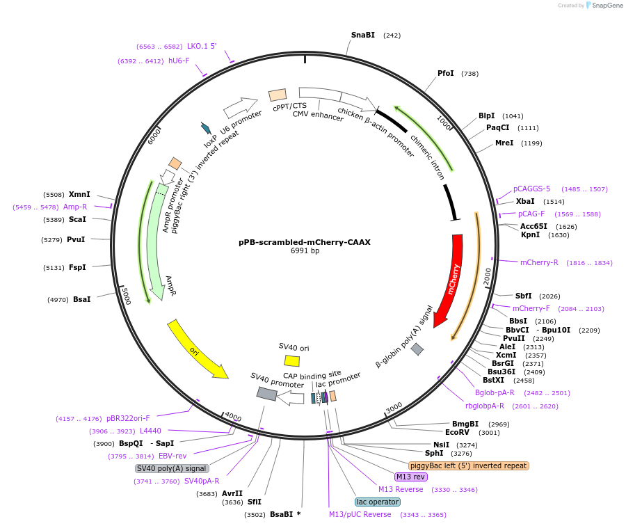 228738-plasmid-map-sequence-id-479489