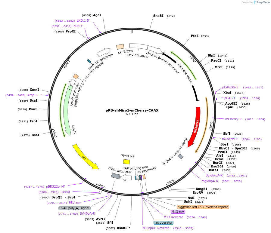 228741-plasmid-map-sequence-id-479491