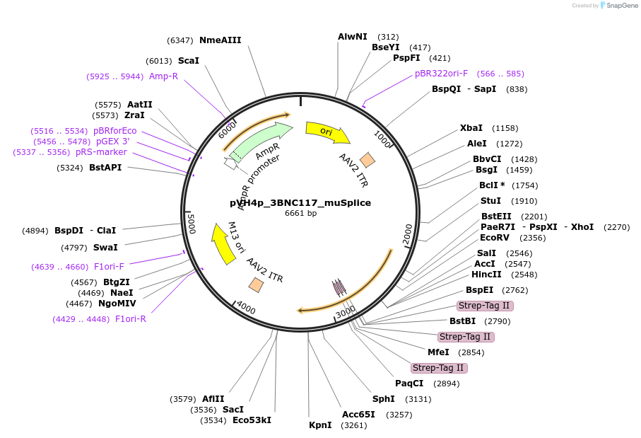 241004-plasmid-map-sequence-id-479493