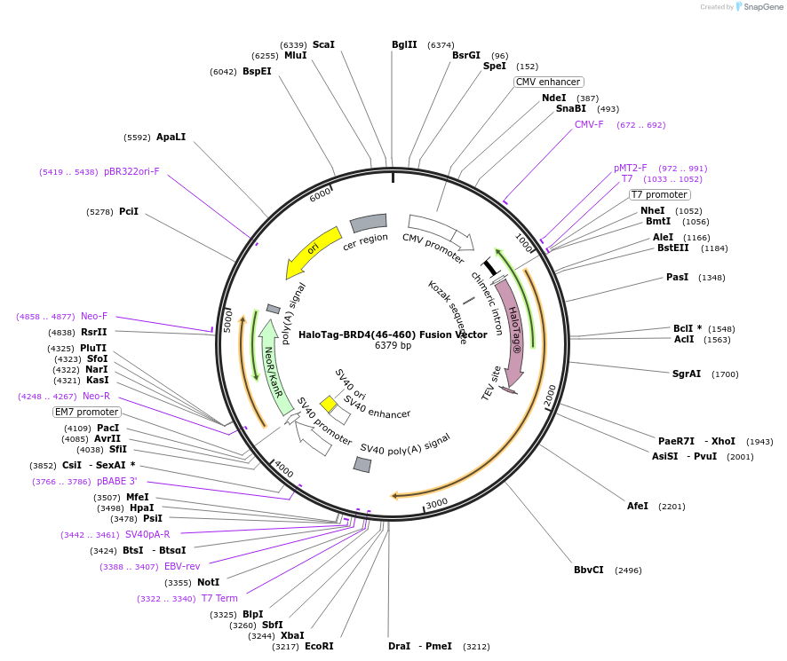 238628-plasmid-map-sequence-id-479501