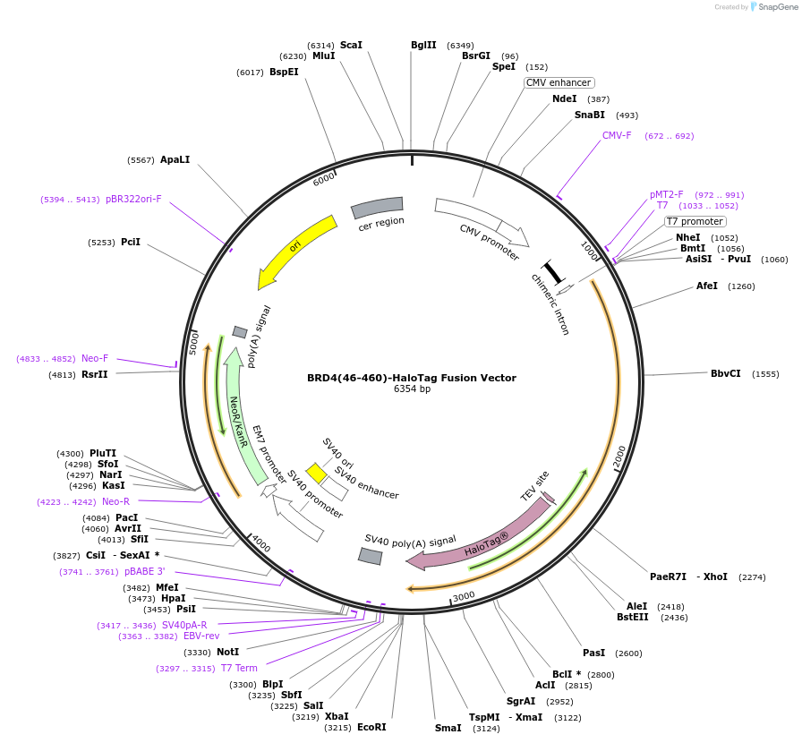 238627-plasmid-map-sequence-id-479503