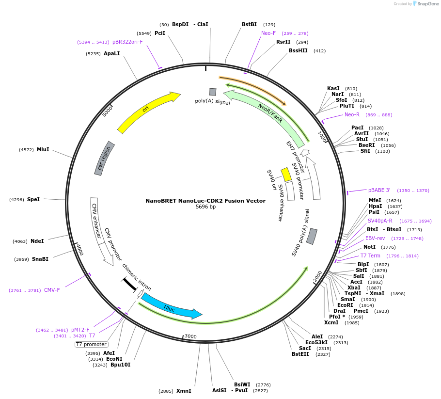 238649-plasmid-map-sequence-id-479505