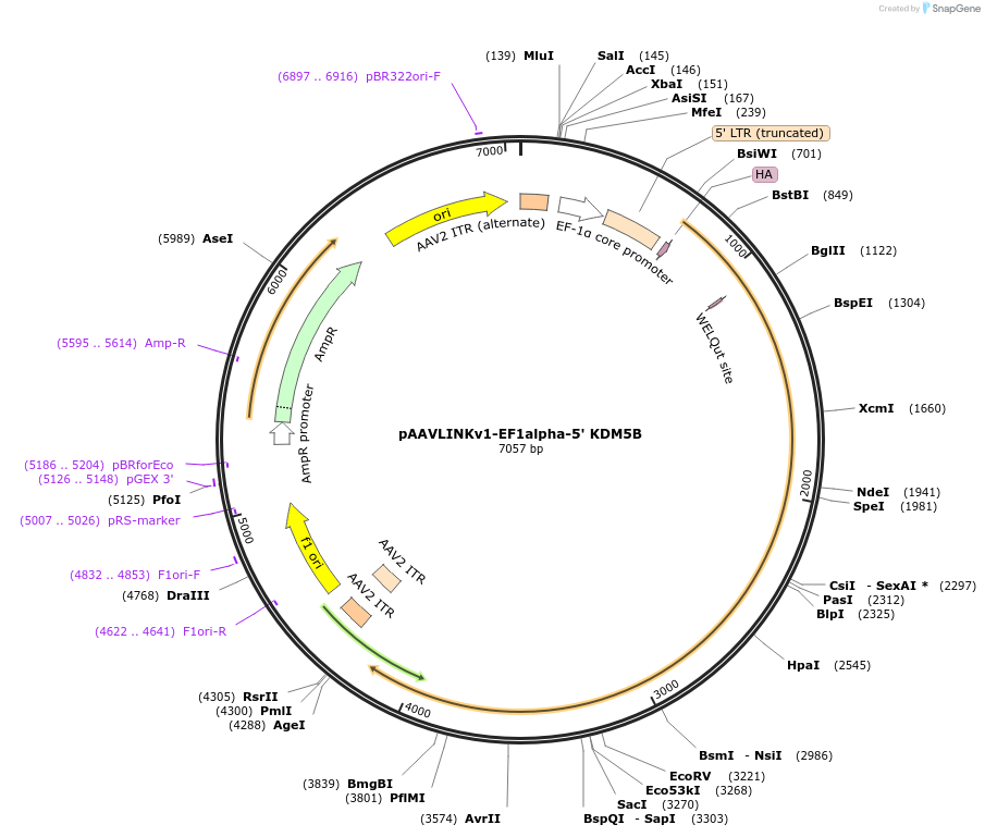 236648-plasmid-map-sequence-id-479507