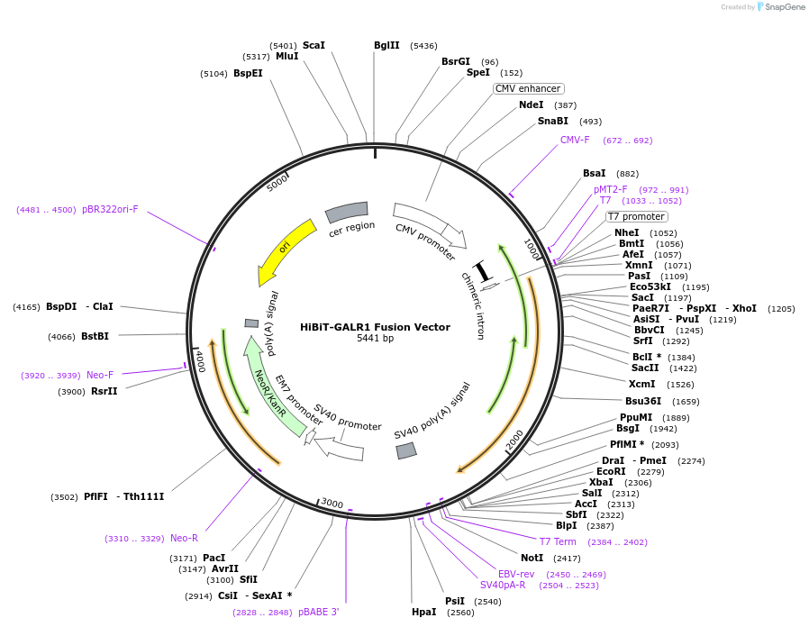 238616-plasmid-map-sequence-id-479508