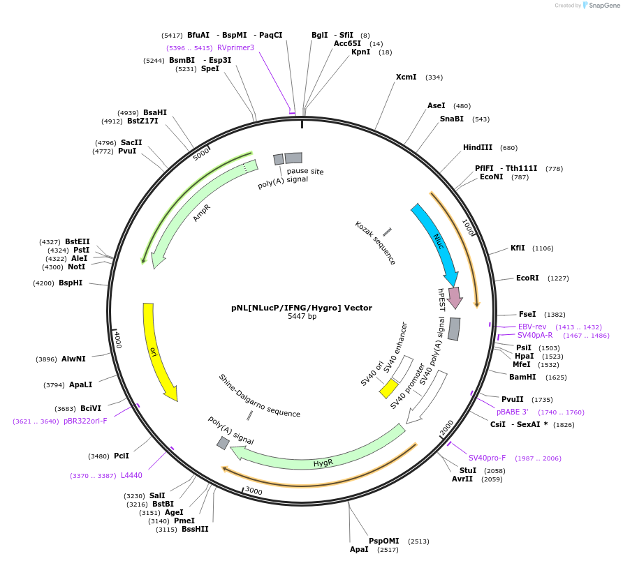 238626-plasmid-map-sequence-id-479511