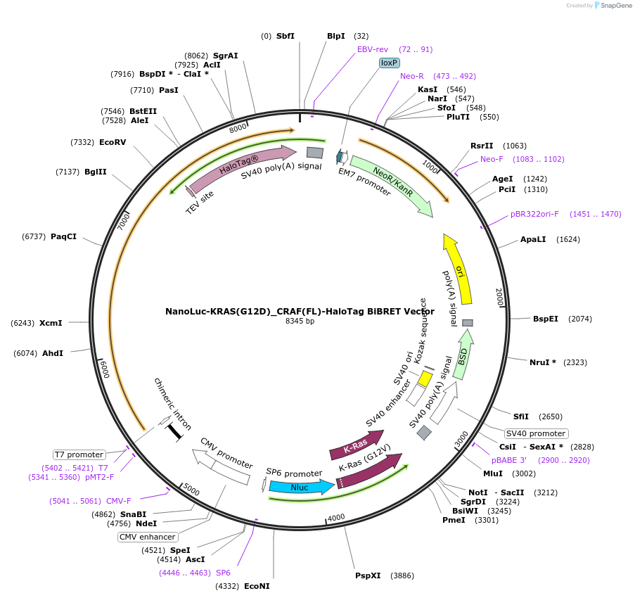 238579-plasmid-map-sequence-id-479514