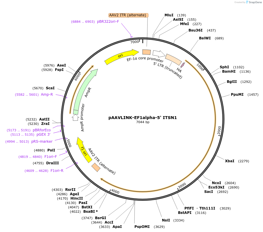 236716-plasmid-map-sequence-id-479515