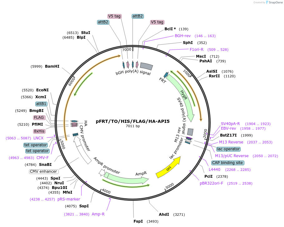 38074-plasmid-map-sequence-id-47957