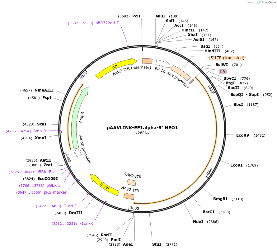 236700-plasmid-map-sequence-id-479590