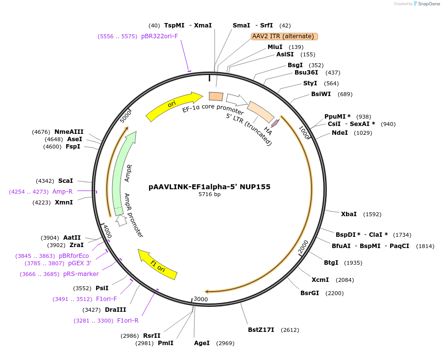 236644-plasmid-map-sequence-id-479591