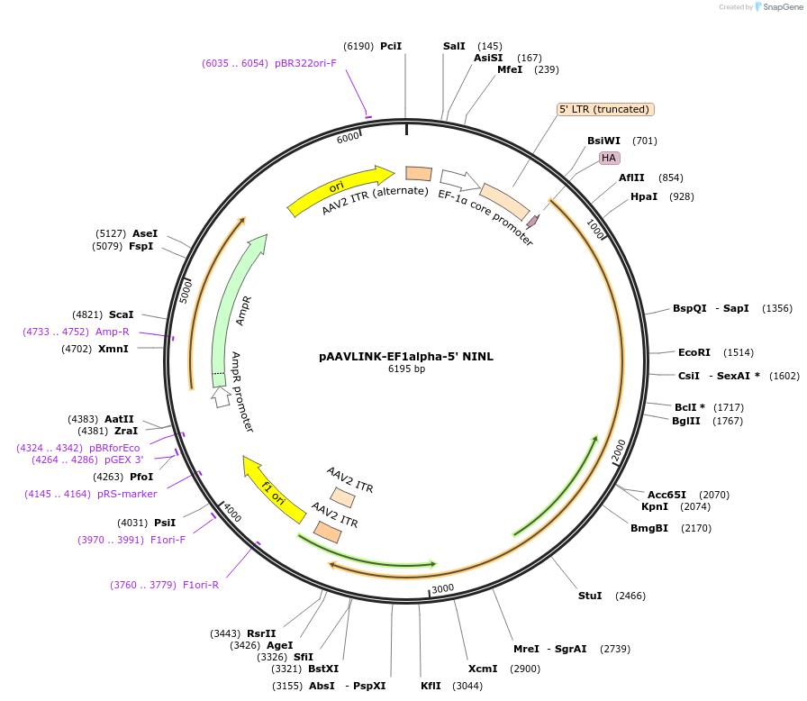 236690-plasmid-map-sequence-id-479616