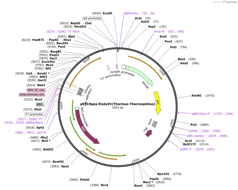 236048-plasmid-map-sequence-id-479627