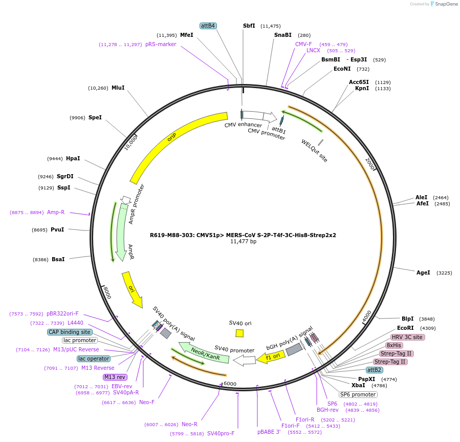 166013-plasmid-map-sequence-id-479628