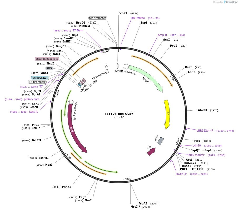 236045-plasmid-map-sequence-id-479629