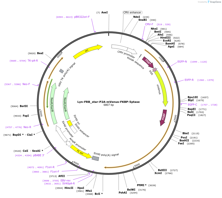 241305-plasmid-map-sequence-id-479761