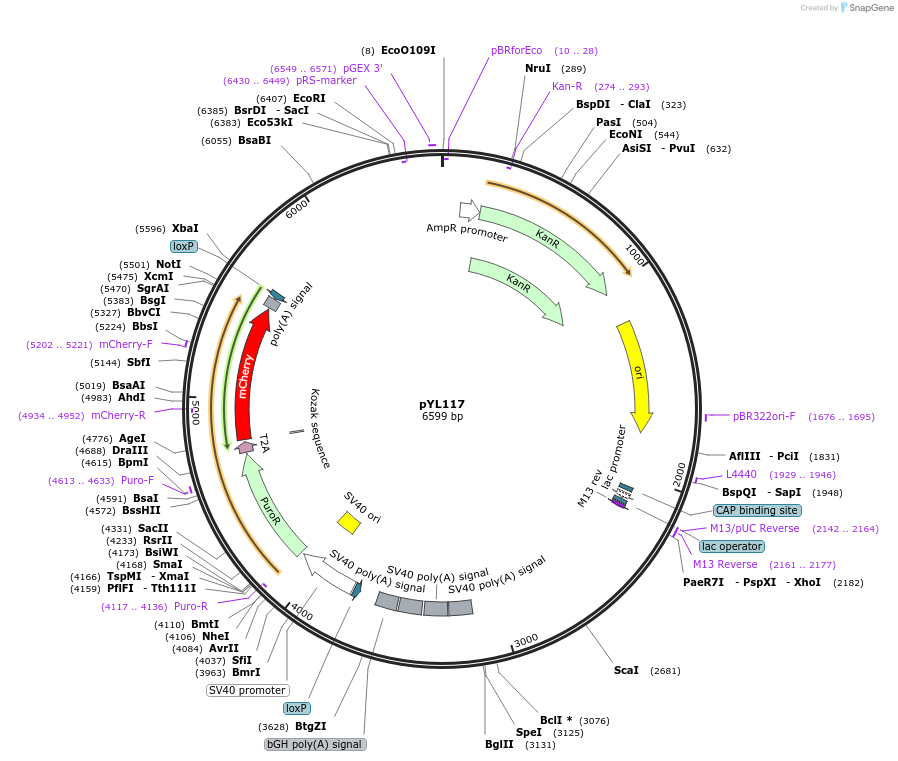 239968-plasmid-map-sequence-id-479764