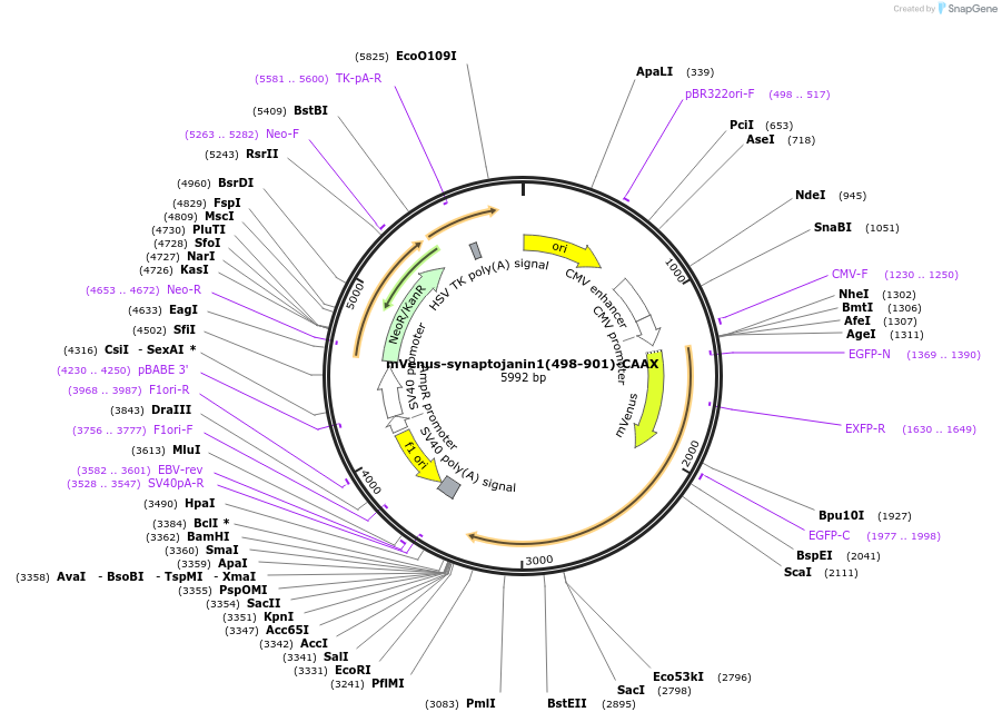 241303-plasmid-map-sequence-id-479765