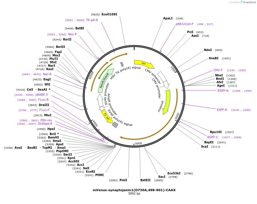 241304-plasmid-map-sequence-id-479766