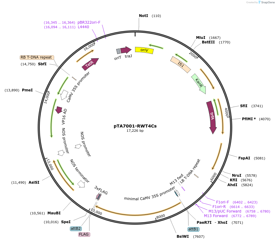 237530-plasmid-map-sequence-id-479767