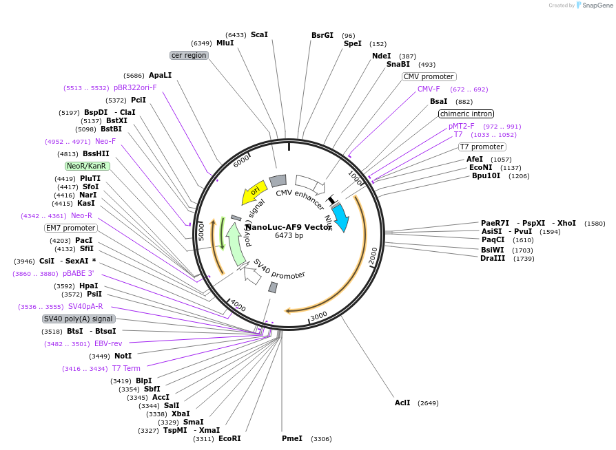 238745-plasmid-map-sequence-id-479768