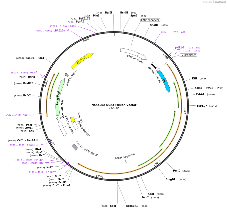 238861-plasmid-map-sequence-id-479769