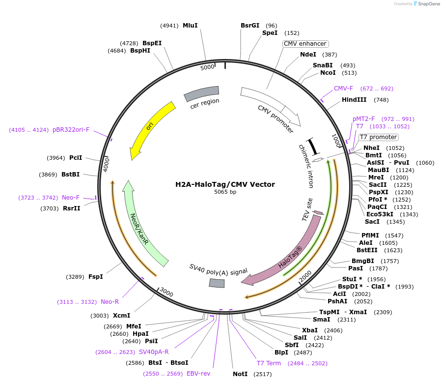 238747-plasmid-map-sequence-id-479770
