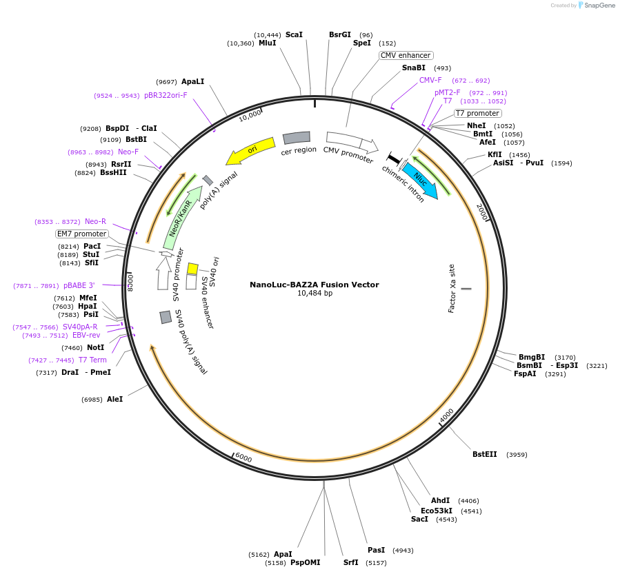 238659-plasmid-map-sequence-id-479771