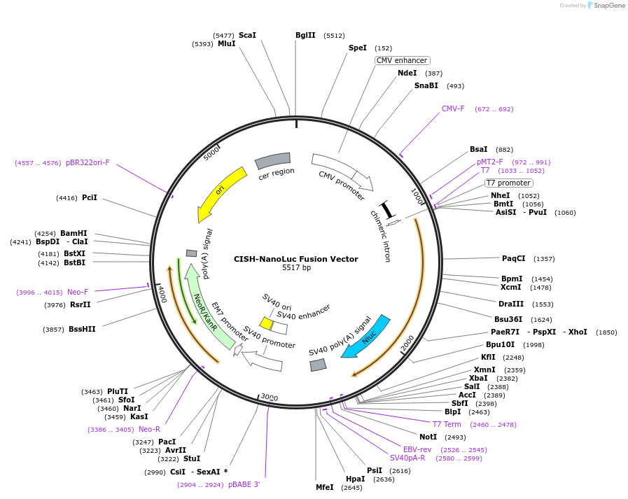 238741-plasmid-map-sequence-id-479772