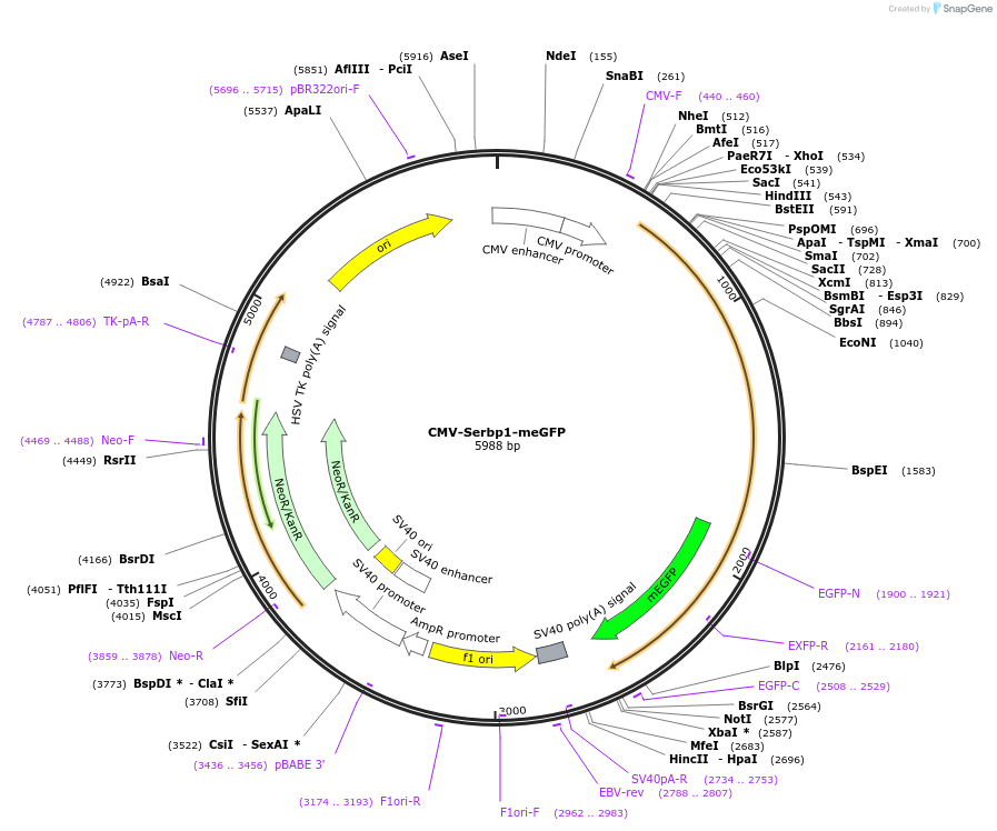 241316-plasmid-map-sequence-id-479774
