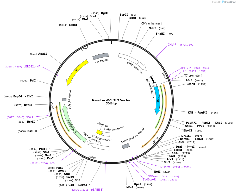 238727-plasmid-map-sequence-id-479776