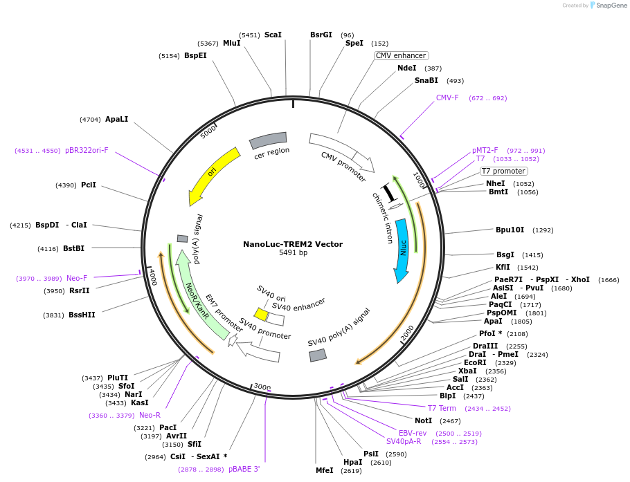 238681-plasmid-map-sequence-id-479777