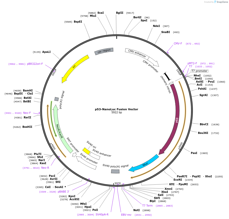 238871-plasmid-map-sequence-id-479780