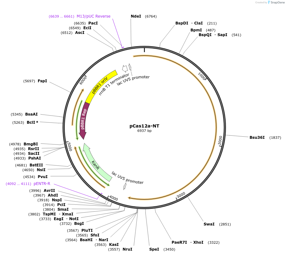235167-plasmid-map-sequence-id-479781