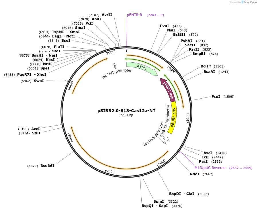 235168-plasmid-map-sequence-id-479782