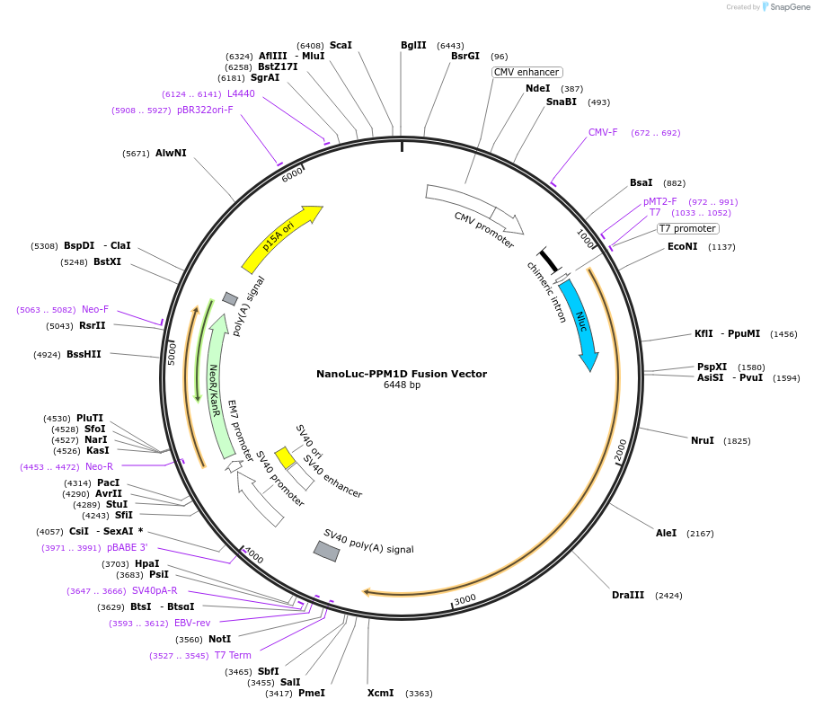 238859-plasmid-map-sequence-id-479783
