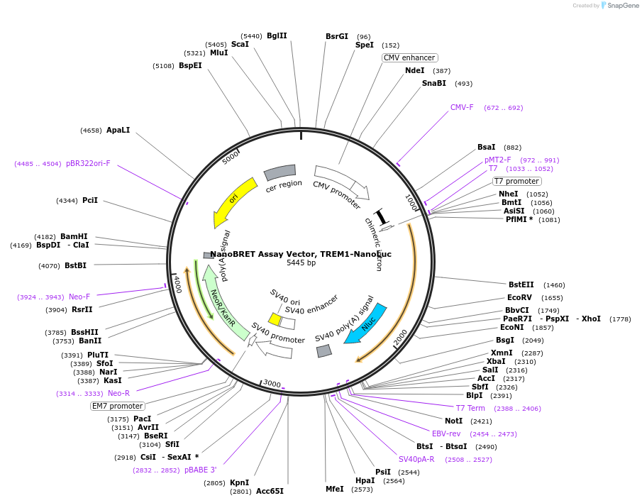 238719-plasmid-map-sequence-id-479784