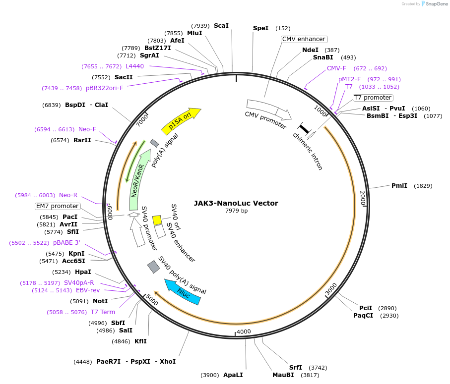 238702-plasmid-map-sequence-id-479785