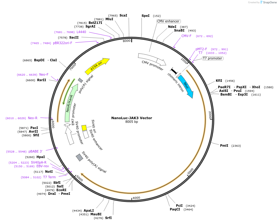 238703-plasmid-map-sequence-id-479786
