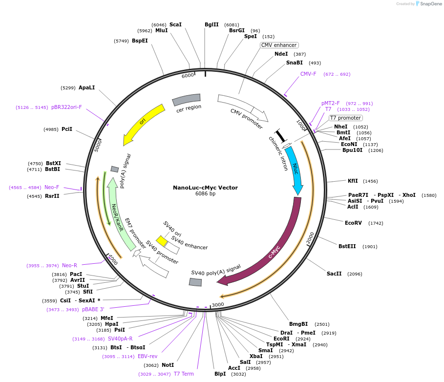 238704-plasmid-map-sequence-id-479787