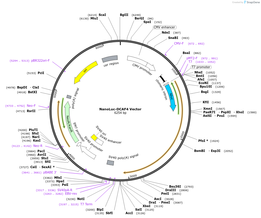 238707-plasmid-map-sequence-id-479789