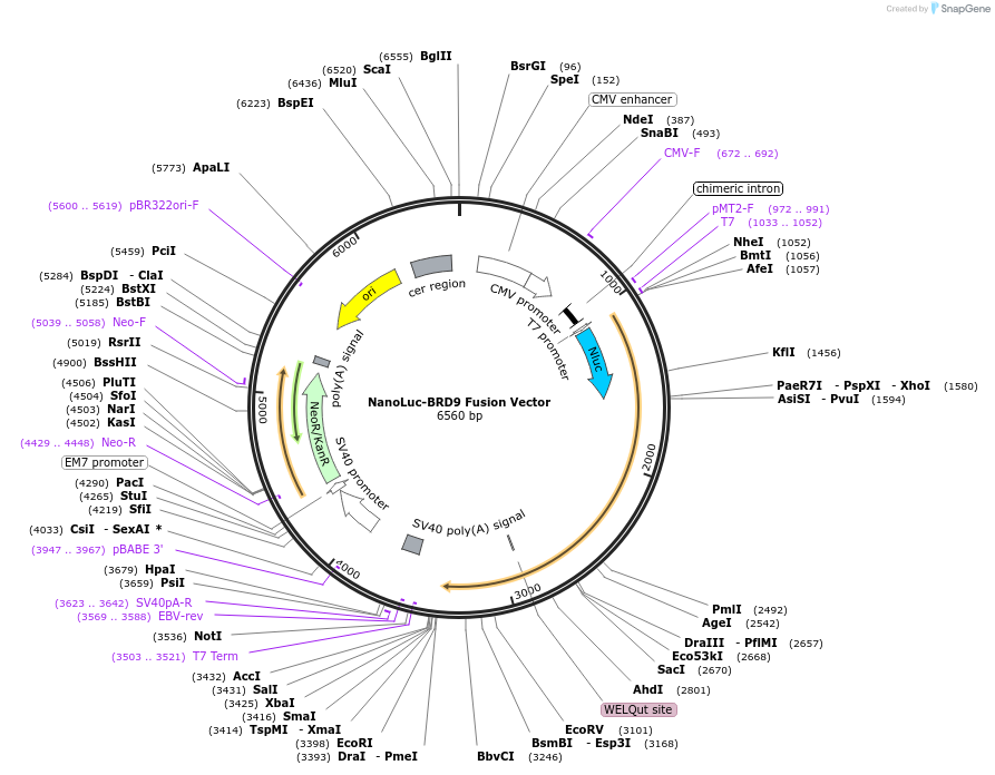 238874-plasmid-map-sequence-id-479790